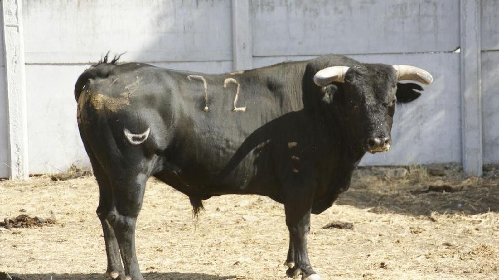Éstos son los toros para la corrida mixta en Alba de Tormes el próximo domingo