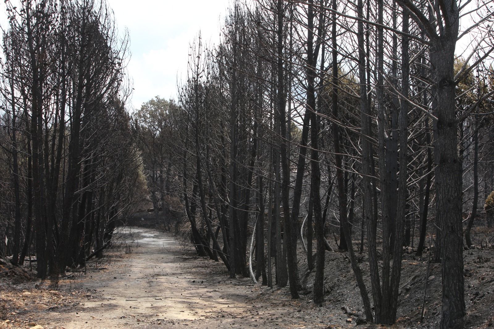 las-desoladoras-imagenes-de-la-sierra-de-la-culebra-tras-el-incendio-5