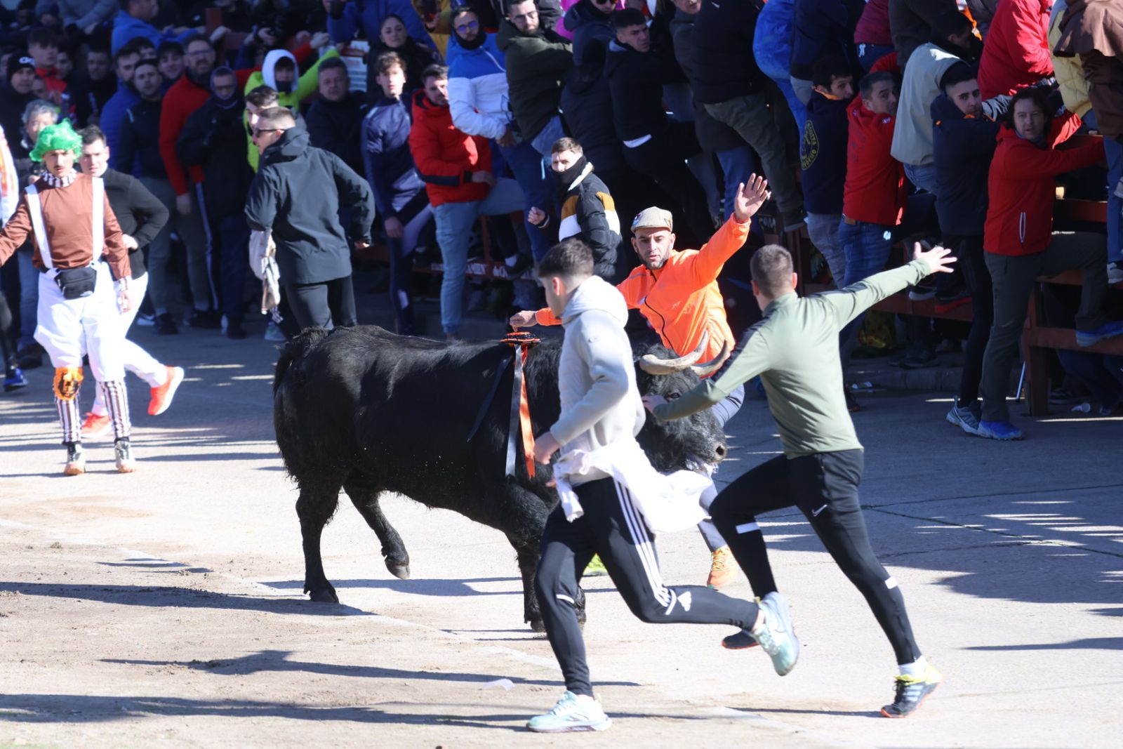 Toro del Antruejo 2026 en el Carnaval del Toro de Ciudad Rodrigo