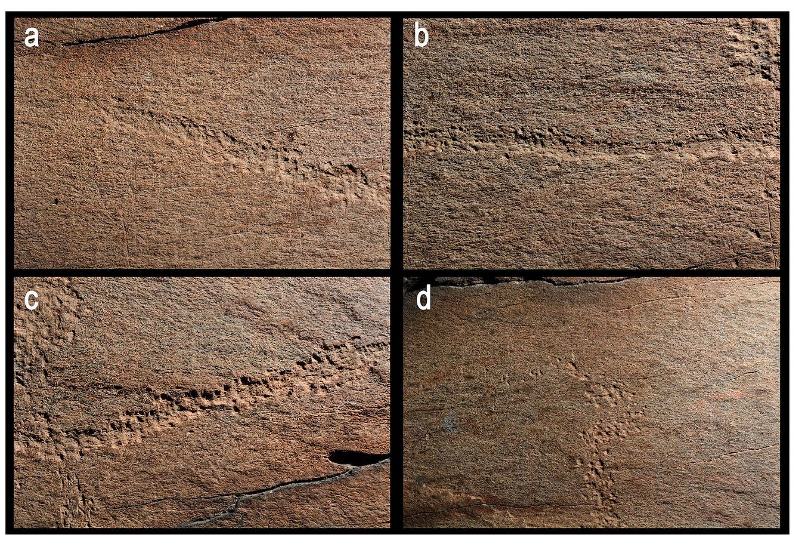 A) grupa, b) lomo y c) crinera del caballo s2.1.1, d) tren trasero de la posible cabra | Foto del estudio 'Arte rupestre Paleolítico al aire libre en el Paraje de La Salud'