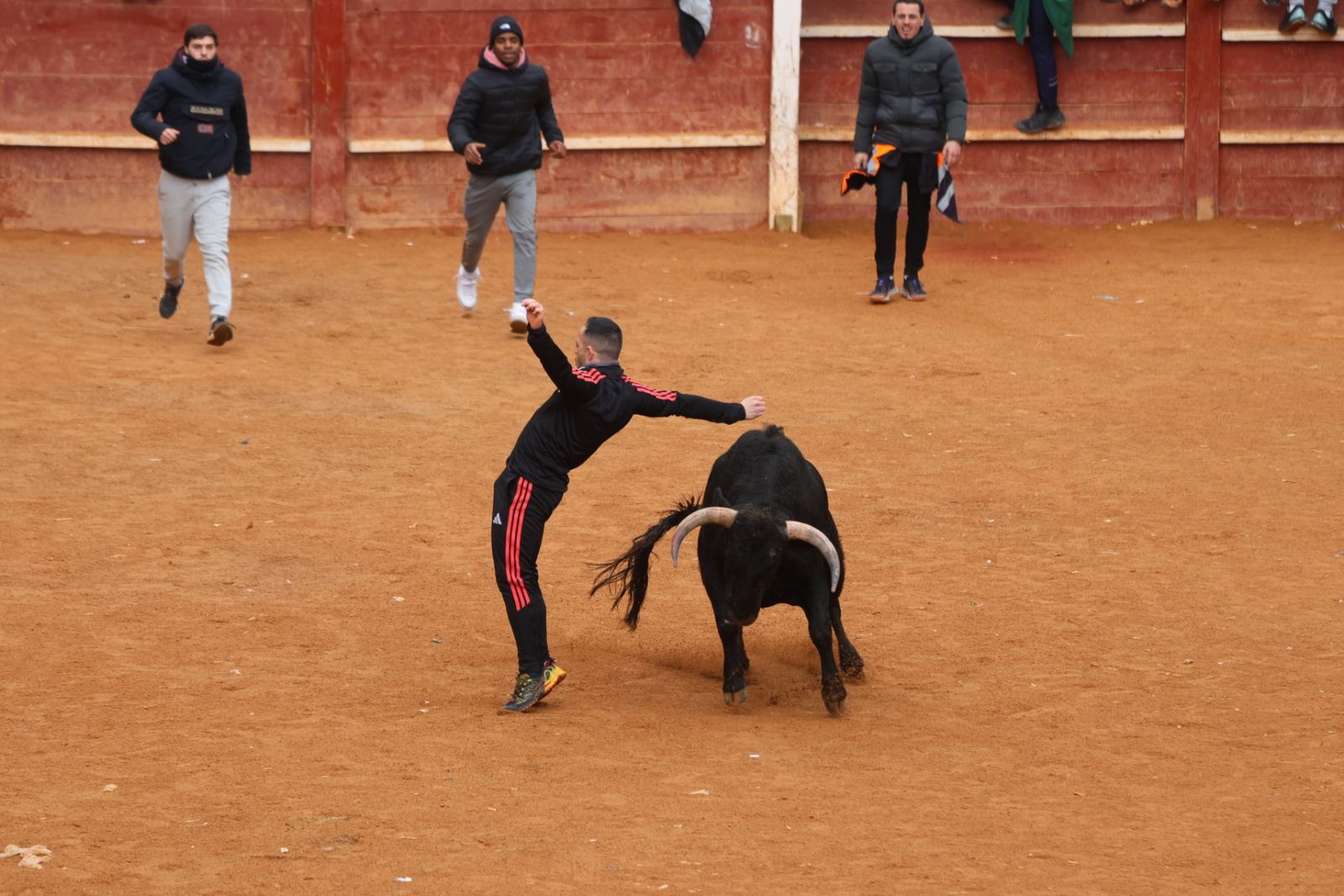 Capea de domingo en el Carnaval del Toro 2026 de Ciudad Rodrigo