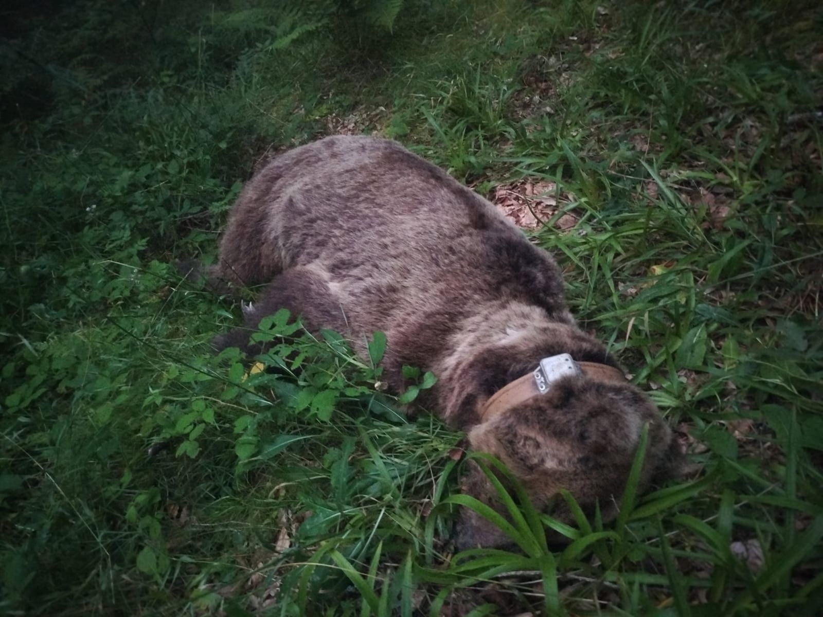 Ejemplar de oso hallado fallecido