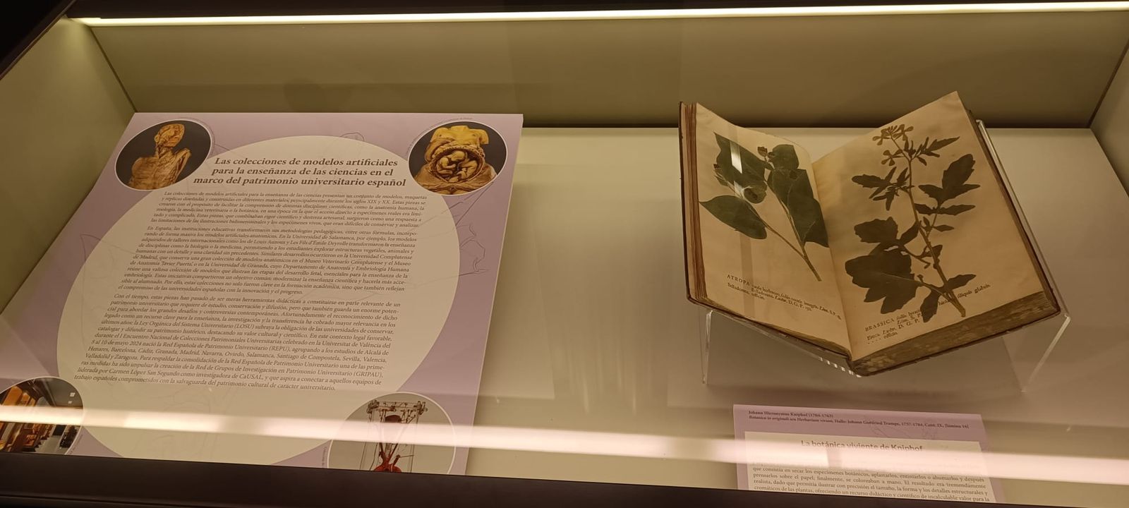 ‘Flor en un jardín de sueños. La colección histórica de modelos botánicos de la Universidad de Salamanca’.