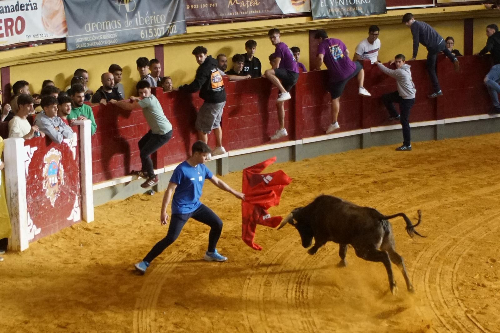 Encierro y capea en Alba de Tormes