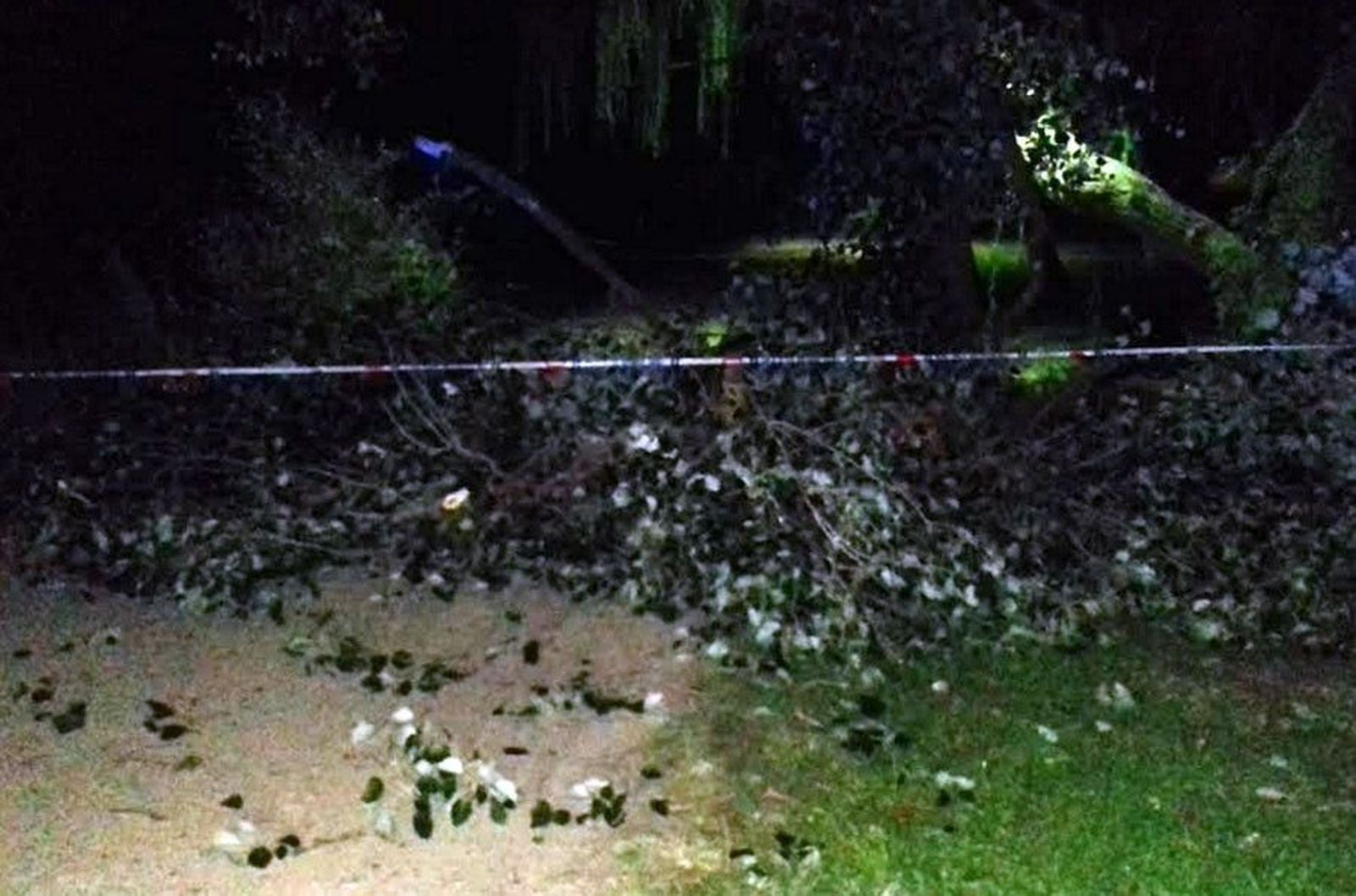 Rama caida tres arboles