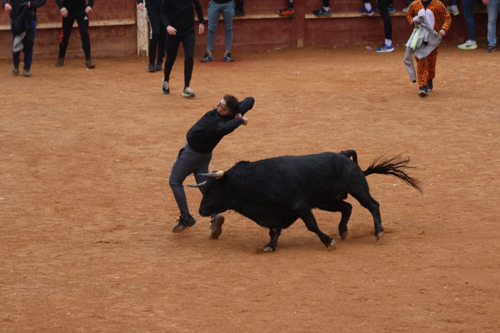 Capea de domingo en el Carnaval del Toro 2026 de Ciudad Rodrigo
