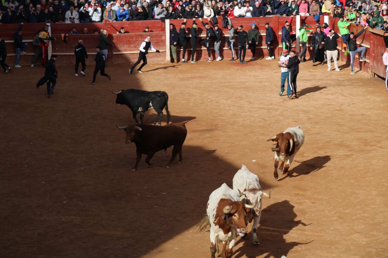 Encierro de martes en el Carnaval del Toro de Ciudad Rodrigo 2026