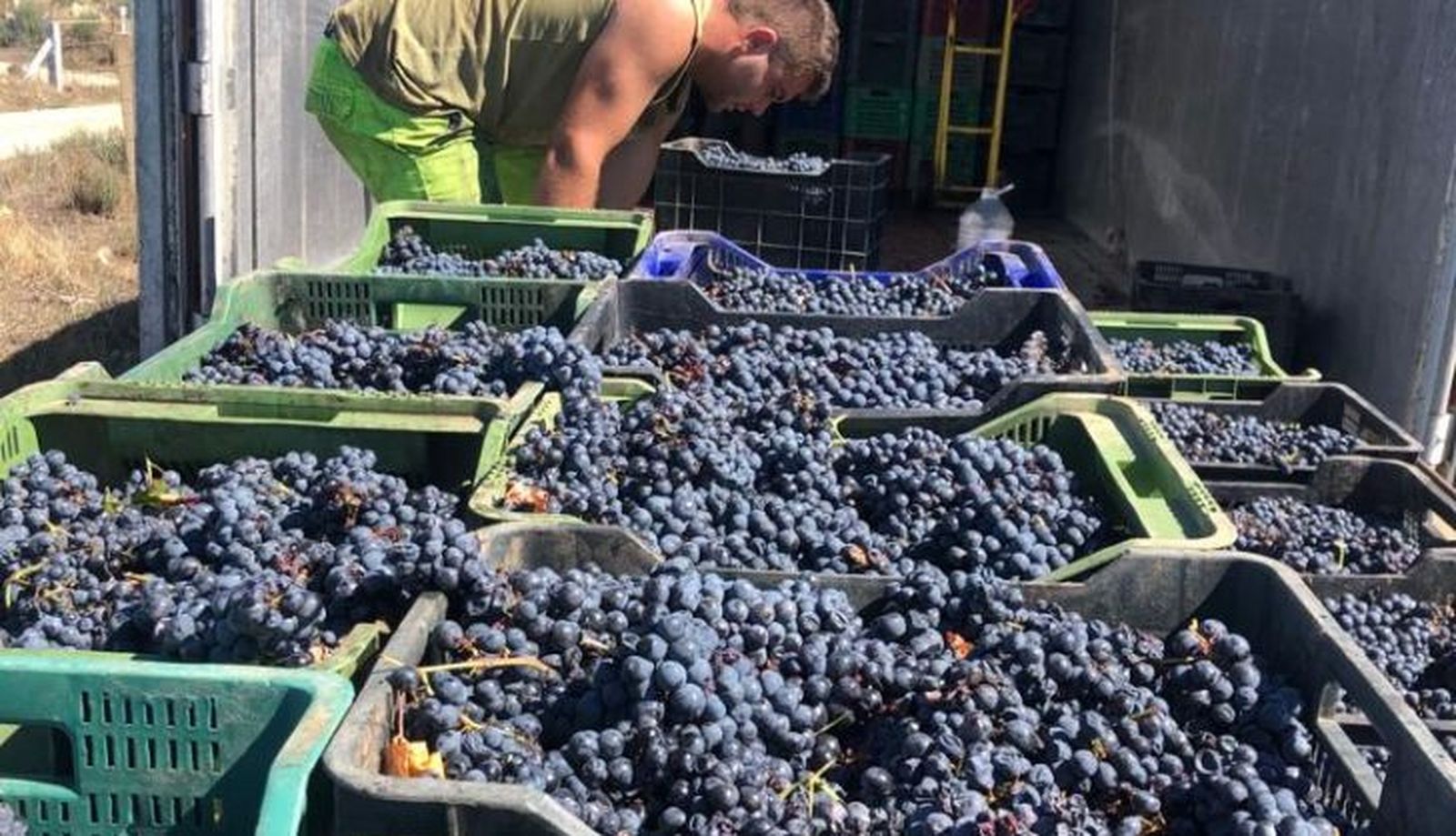 Campaña 2022 vendimia en Arribes 