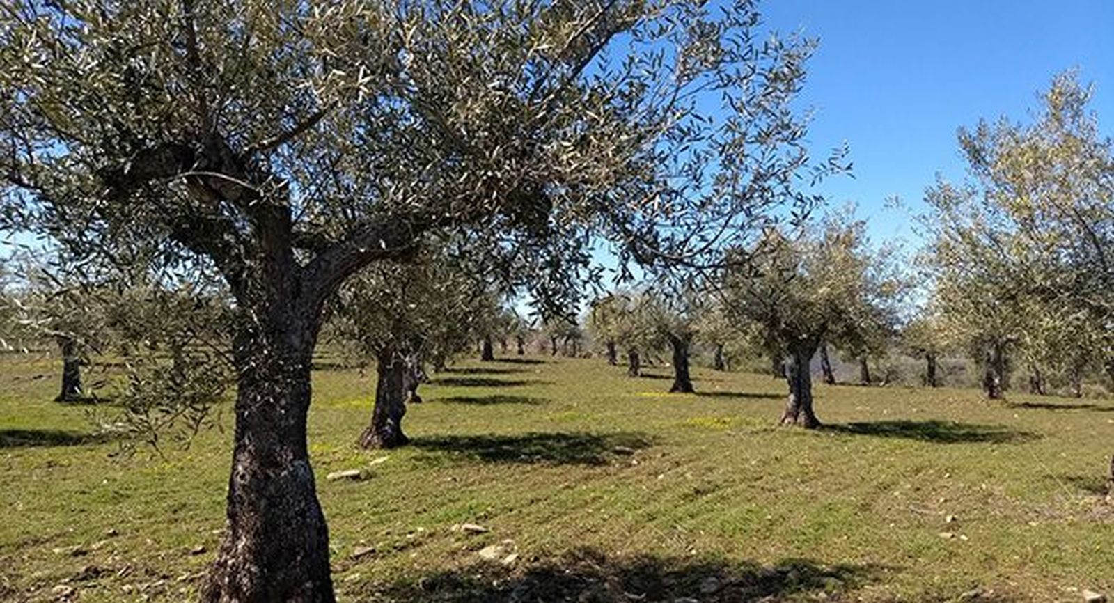 Parcela tradicional de Ahigal de los Aceiteros | Archivo