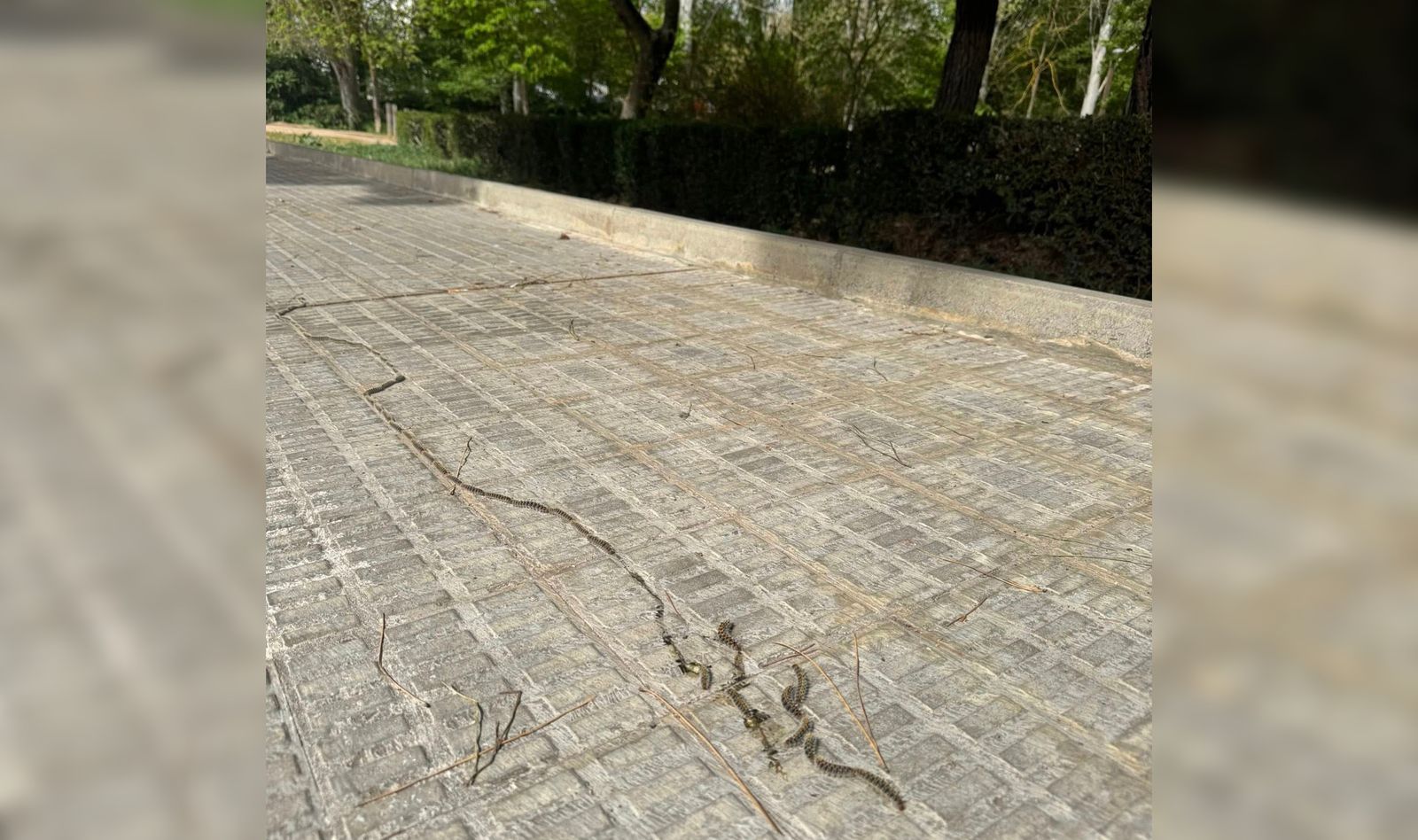 Procesionaria a la entrada de Valorio