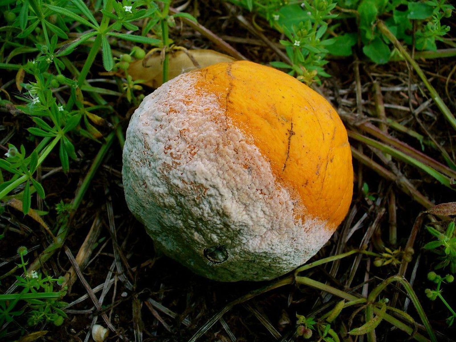 453038695 7e25acff77 b