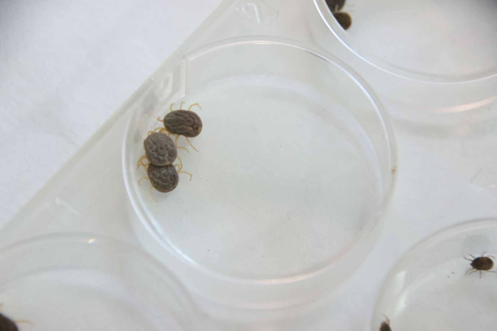 Muestras de garrapatas que pertenecen a la colonia del IRNASA-CSIC