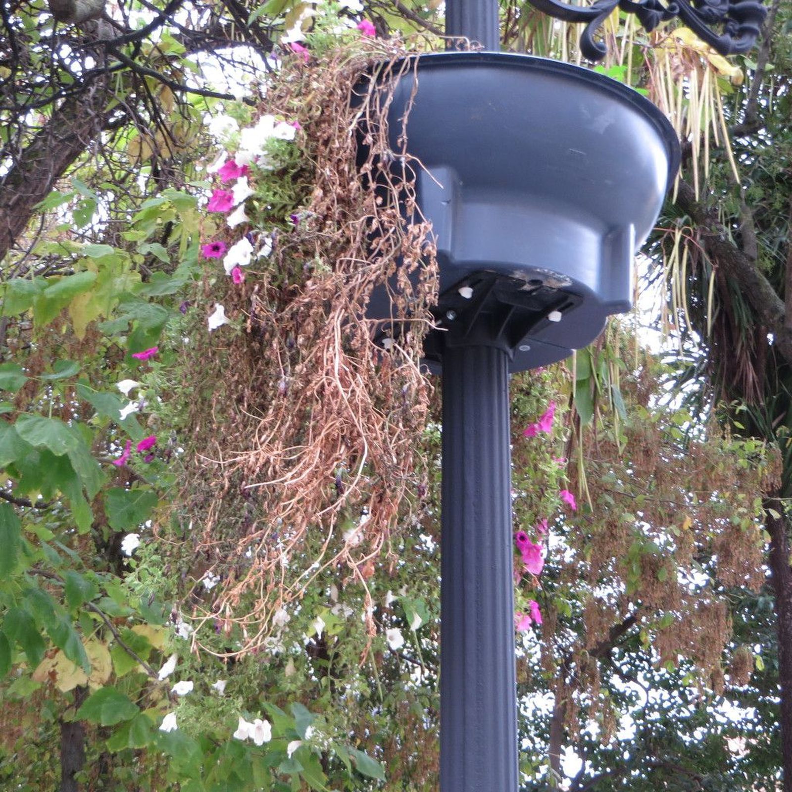 Estado de las farolas con vegetación en Salamanca - Foto: @ACDpatrimonio