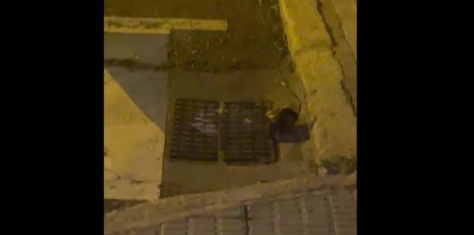 Rata en una calle de Zamora. Archivo