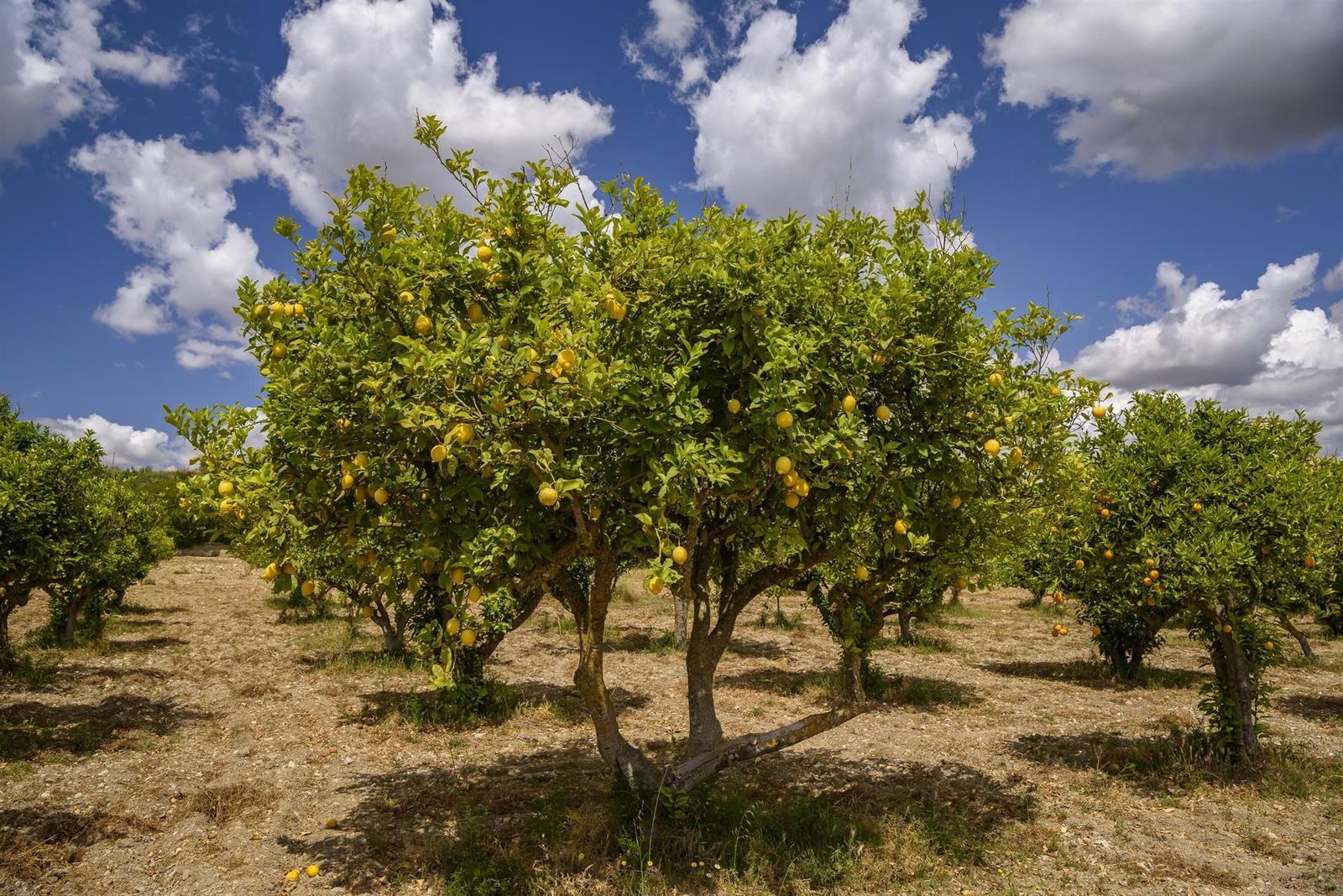 Limones en un limonero de un campo cerca del pueblo de Maria la Salut.   SERGI BOIXADER   Archivo