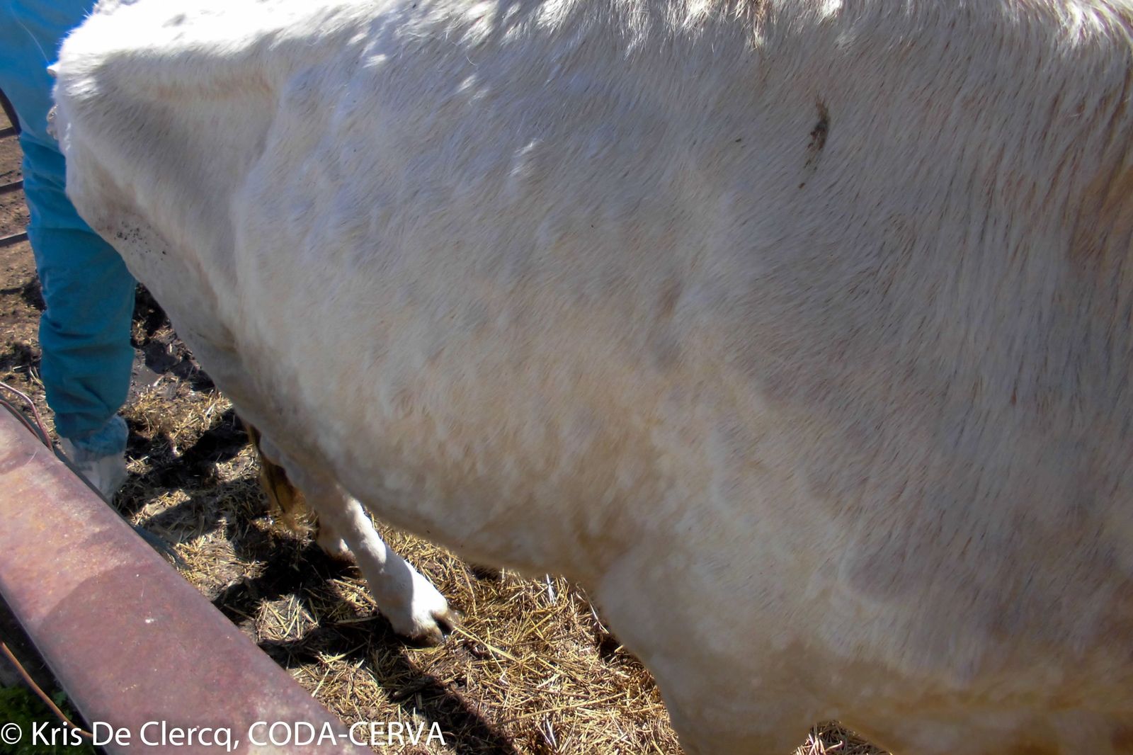 Nódulos en cuerpo Dermatosis Nodular Contagiosa