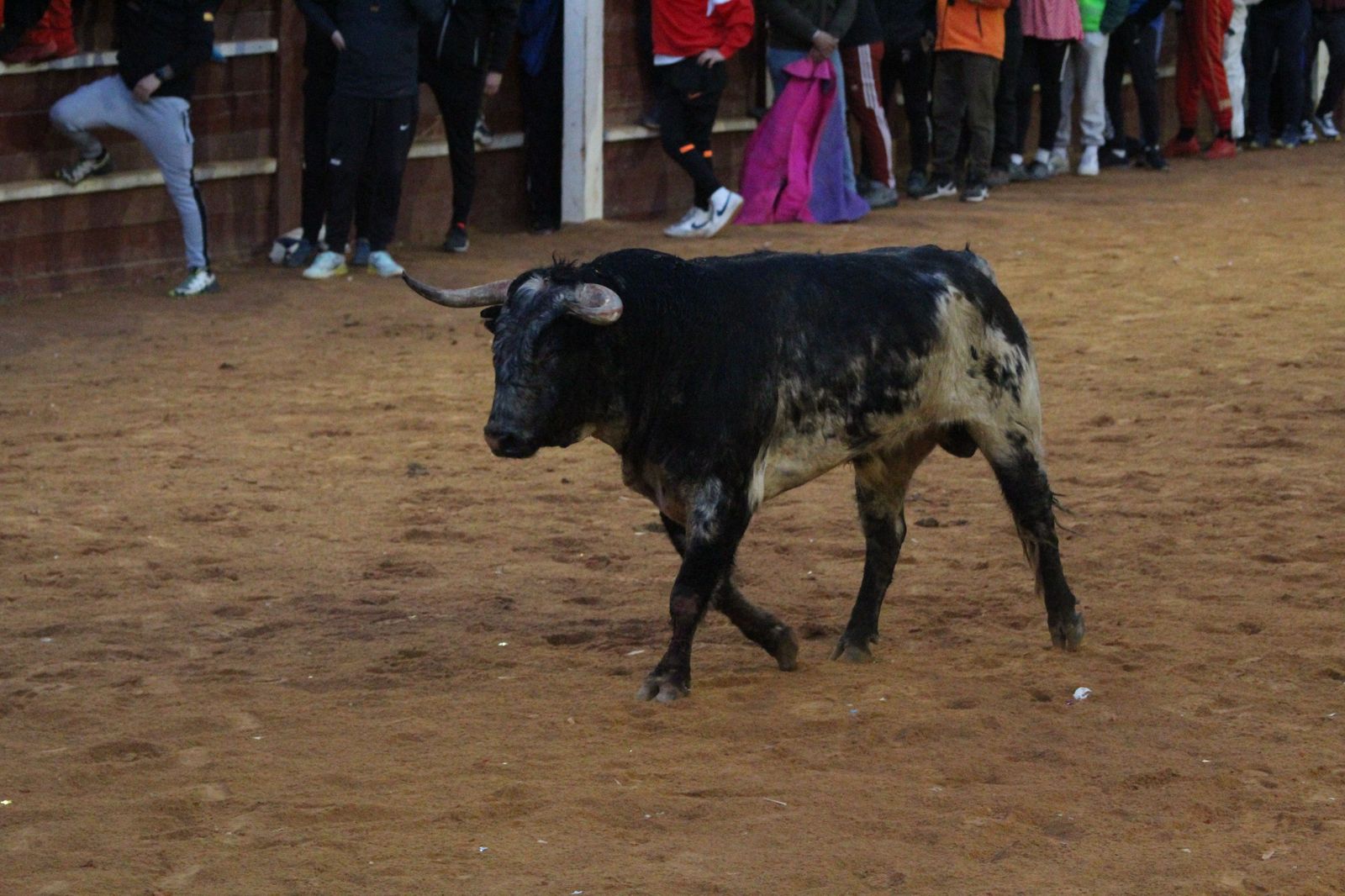 capea-de-ciudad-rodrigo-35