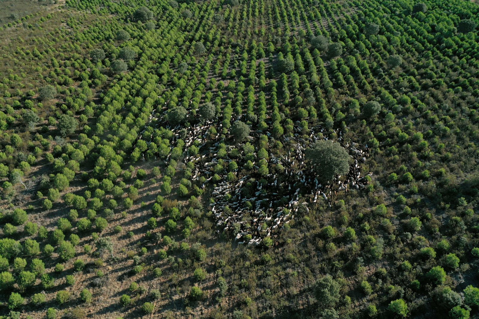 traslado-de-2000-ovejas-desde-tabara-a-fontanillas-de-castro-por-falta-de-comida-provocada-por-los-incendios-en-la-provincia-de-zamora-juan-luis-perez-lorenzo-arias-y-maximino-perez-son-tres-pastores-8