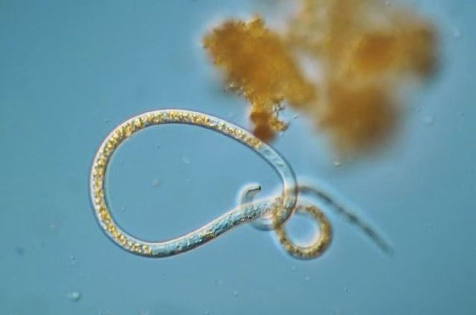 Nematodo.