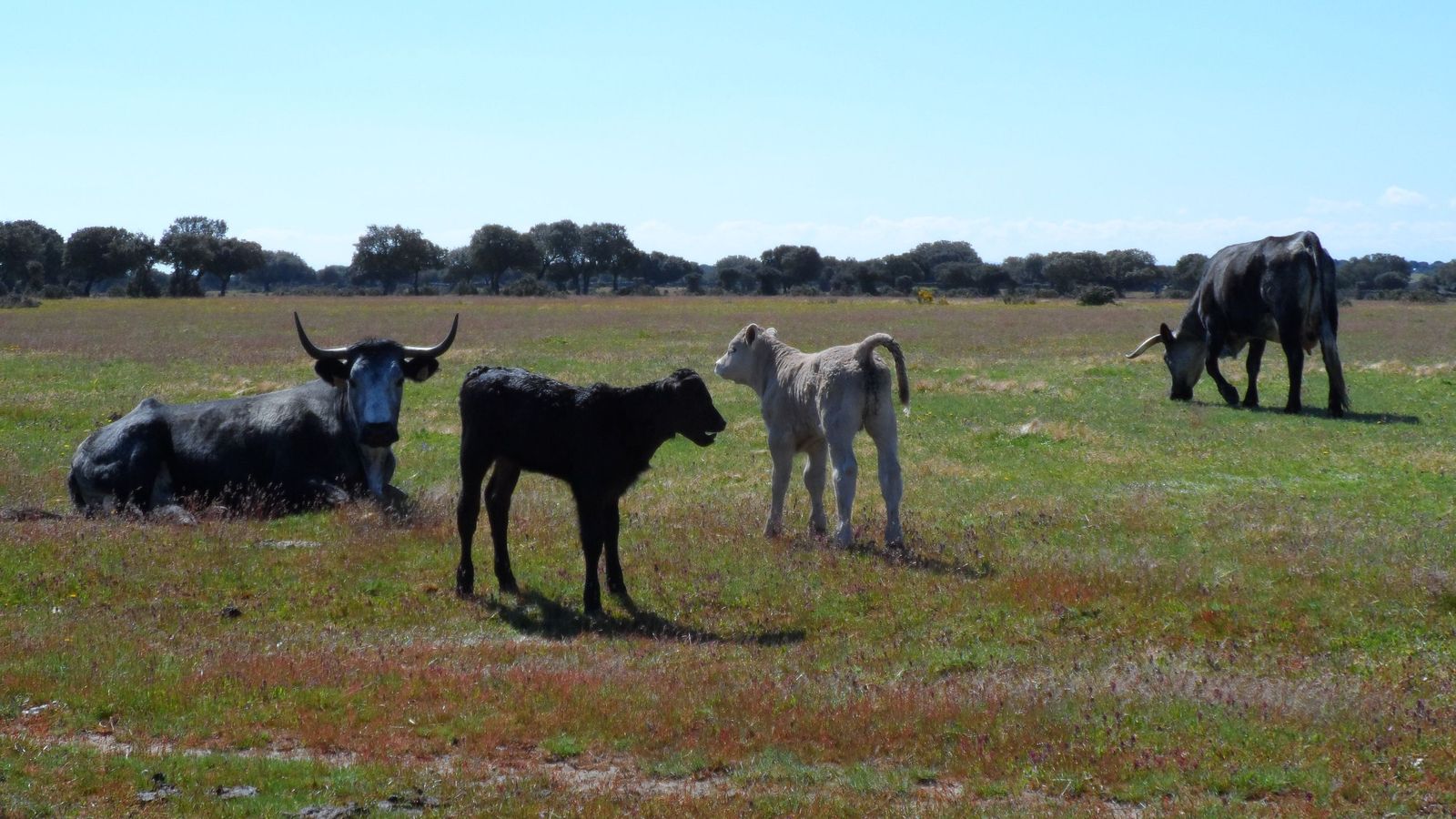 Terneras certificadas por Ternera Charra