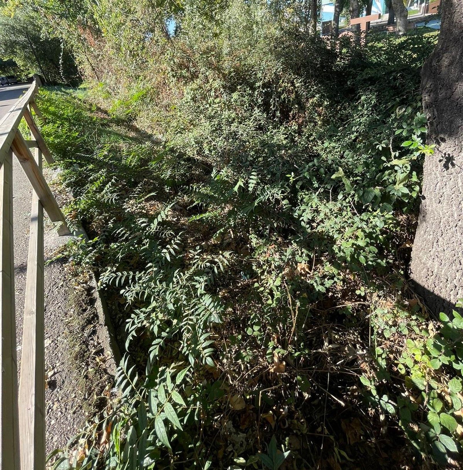 denuncian-el-estado-del-regato-situado-en-el-parque-lazarillo-de-tormes-de-tejares-6