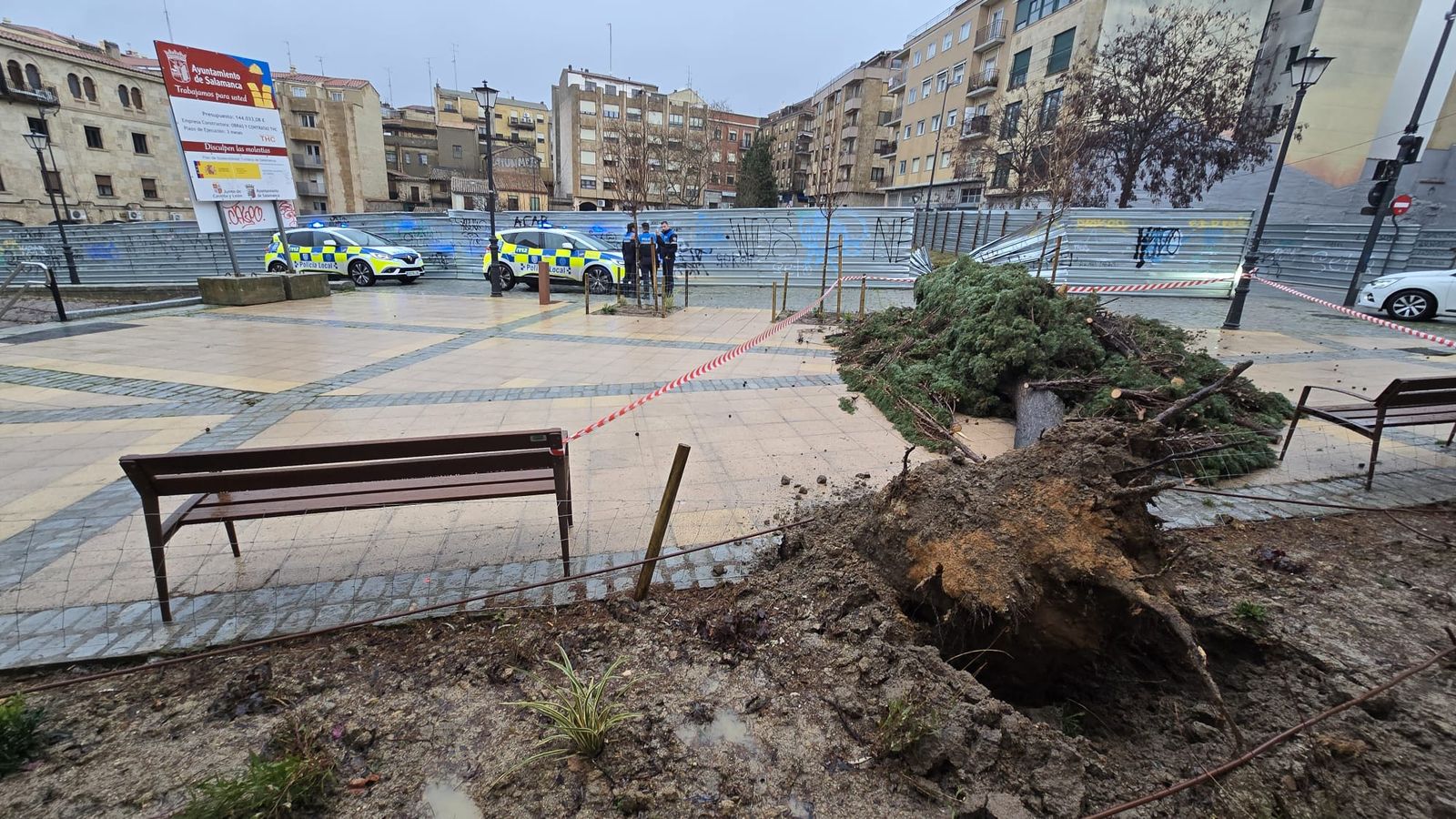 Cae un ciprés en la plaza de San Román