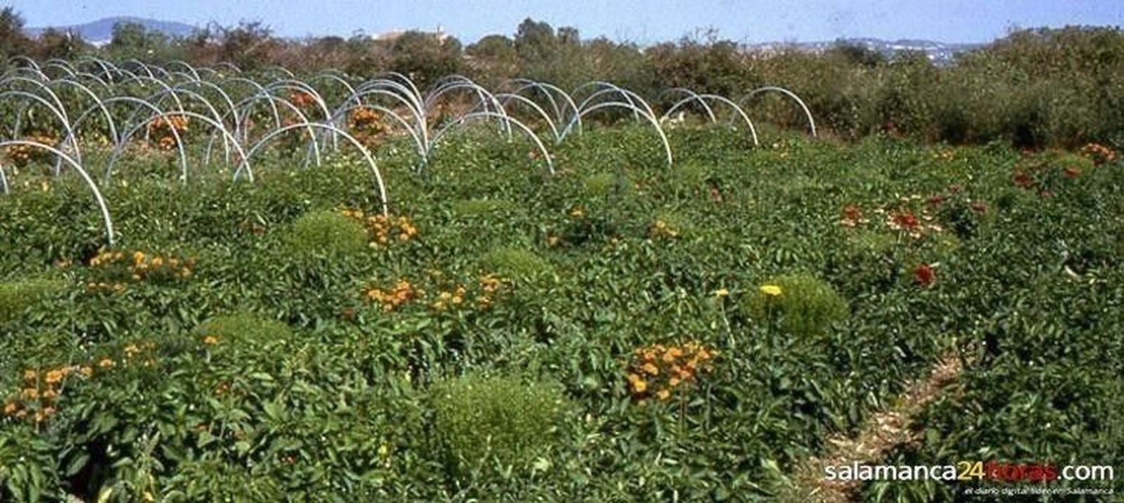 UCCL denuncia el recorte del 30% en las ayudas a la agricultura ecológica