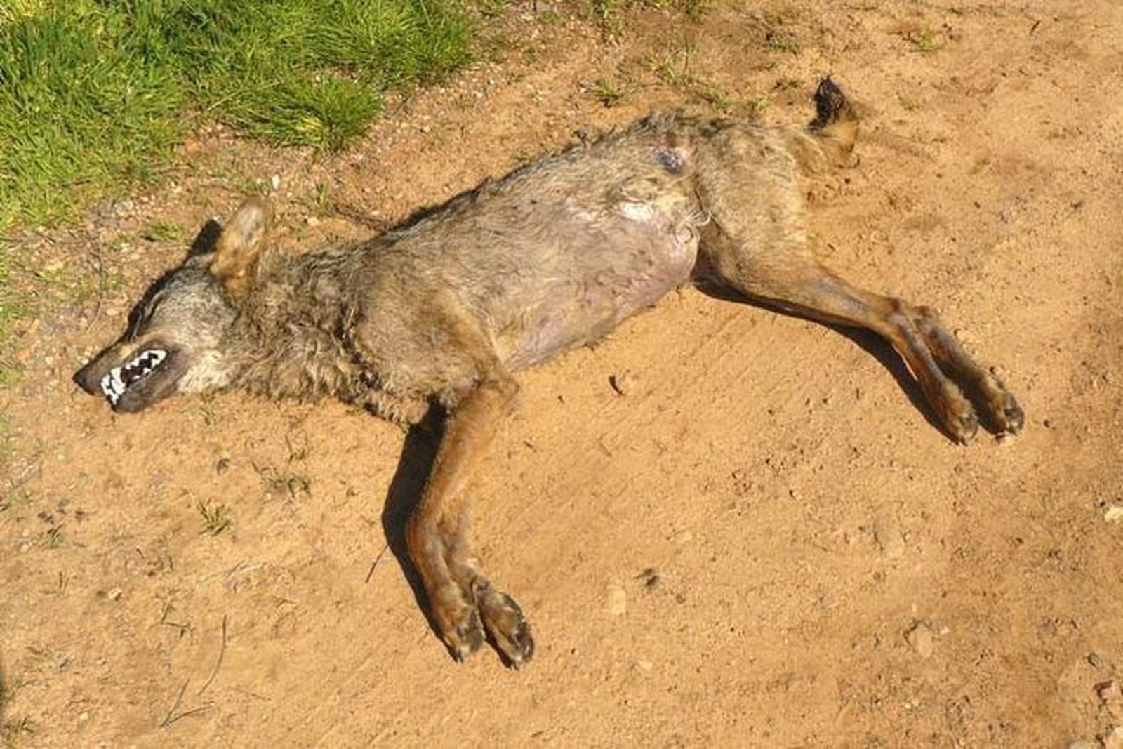 Piden a la Dirección General de Medio Ambiente que “explique las medidas reales” que pondrá en marcha para evitar los envenenamientos de lobos
