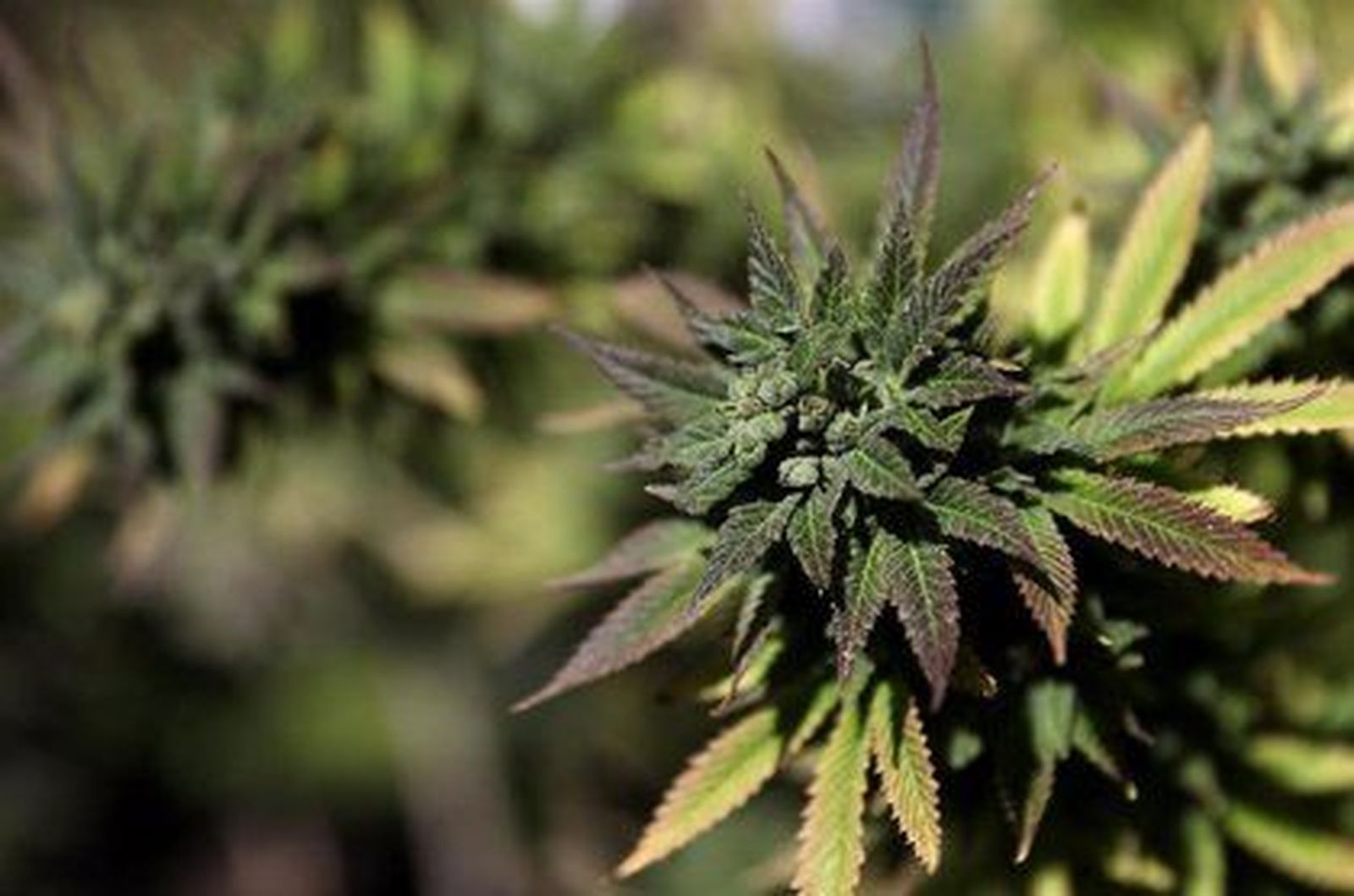 Planta de cannabis. FOTO EP