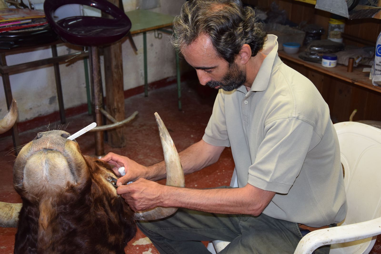 taxidermia-en-salamanca-50