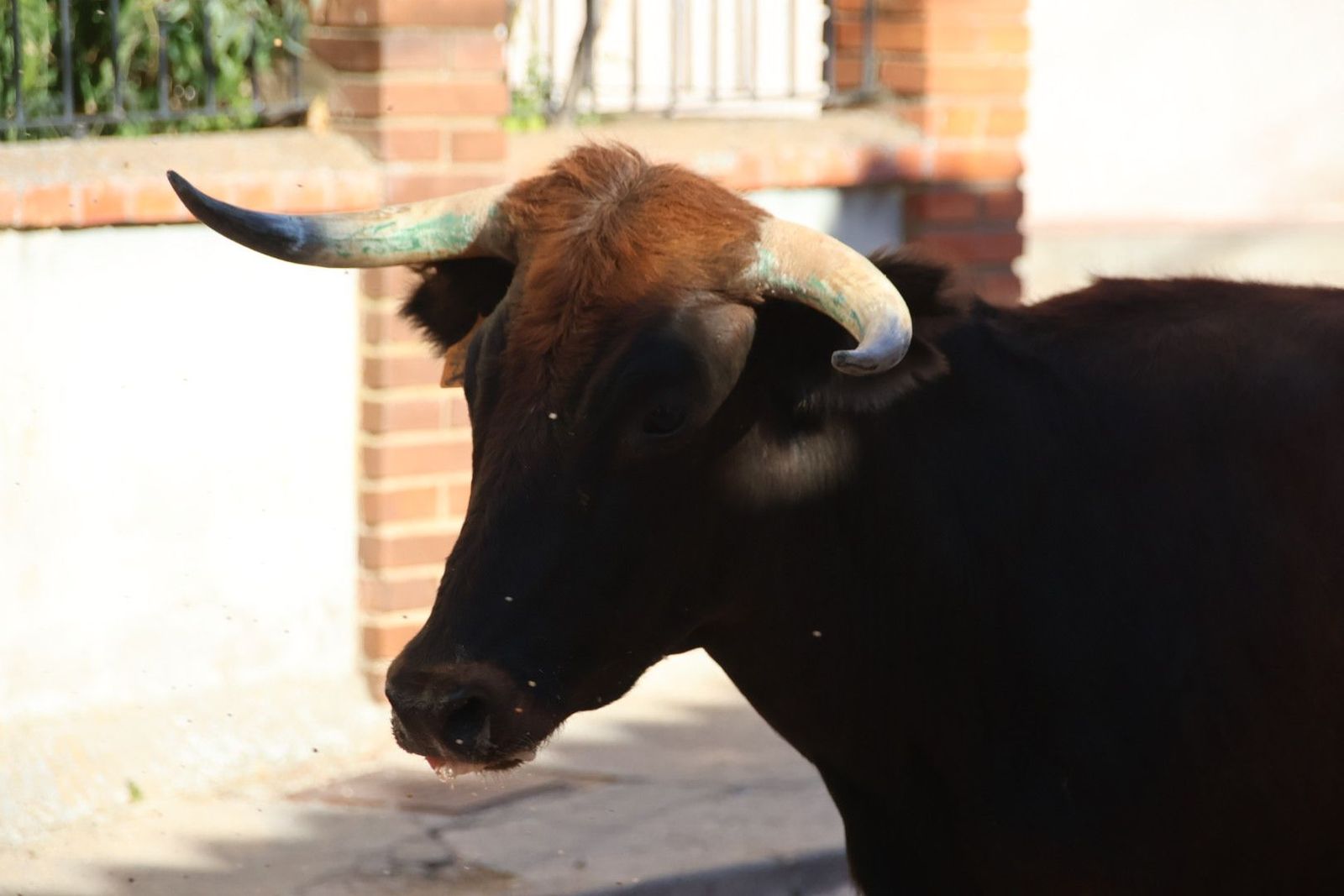 20240817183819-img-4462