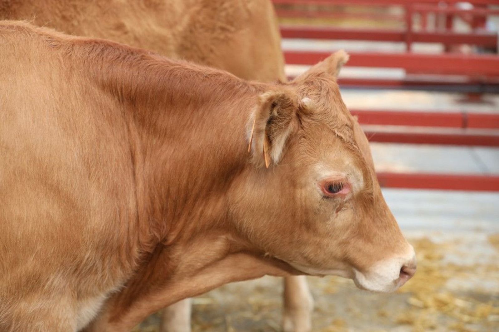 Así ha sido la Lonja de Salamanca este 22 de marzo: Otra jornada alcista para vacuno, ovino, porcino y cereales