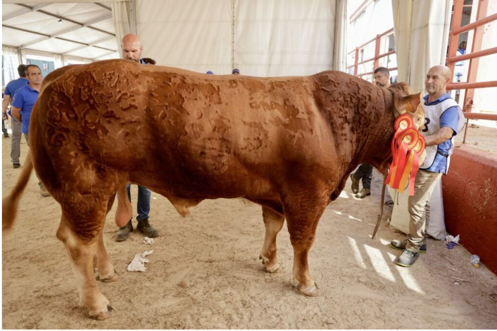 Tristán, campeón de limusín