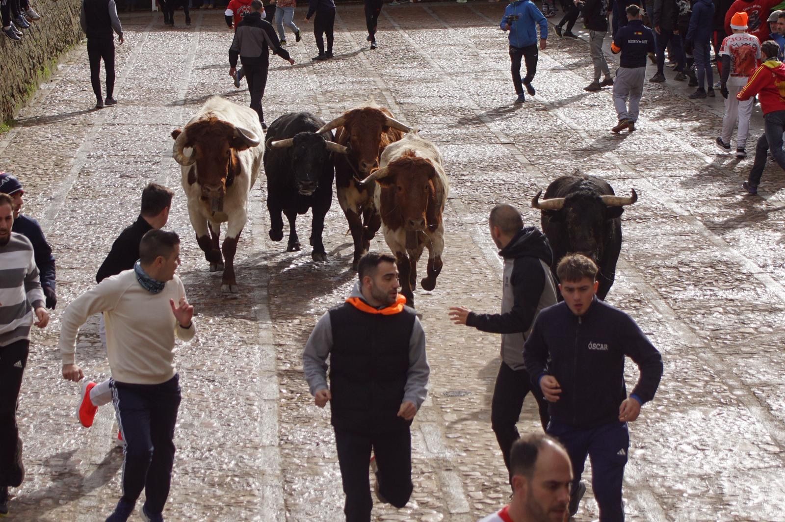 El encierro de Lunes de Carnaval en Ciudad Rodrigo en imágenes