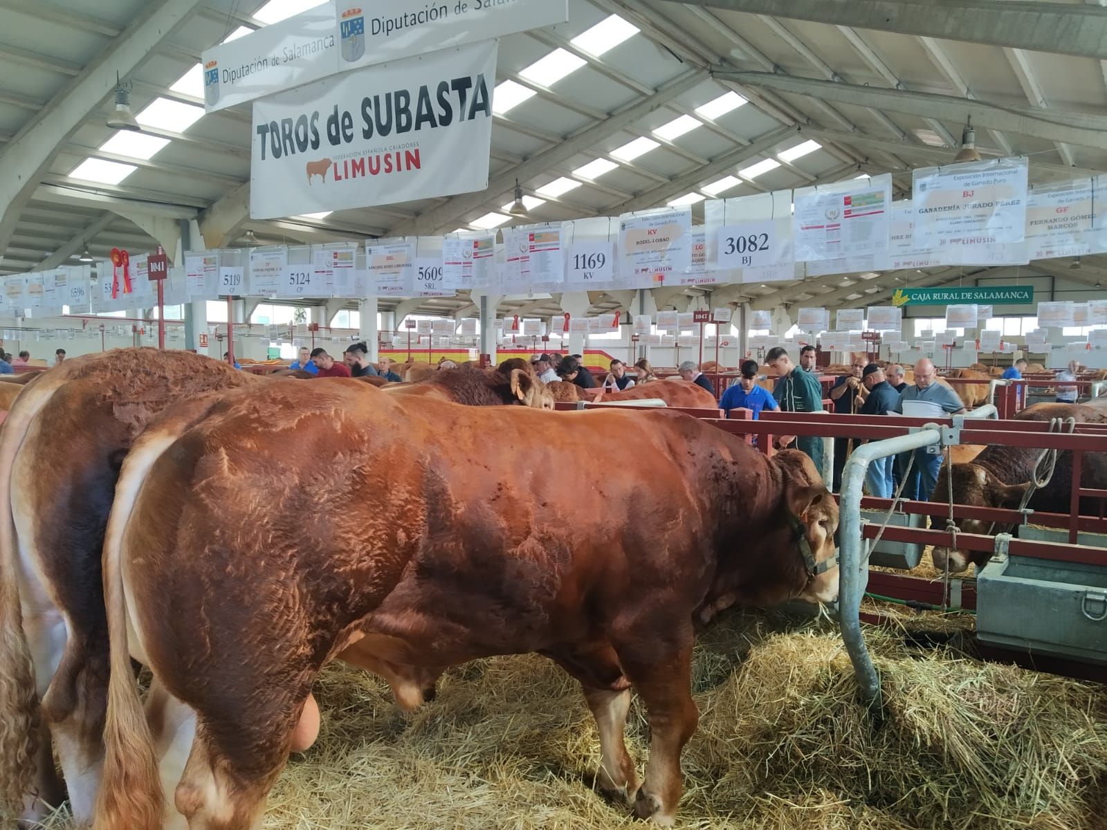 Toros de subasta en Salamaq 22. Fotos de archivo