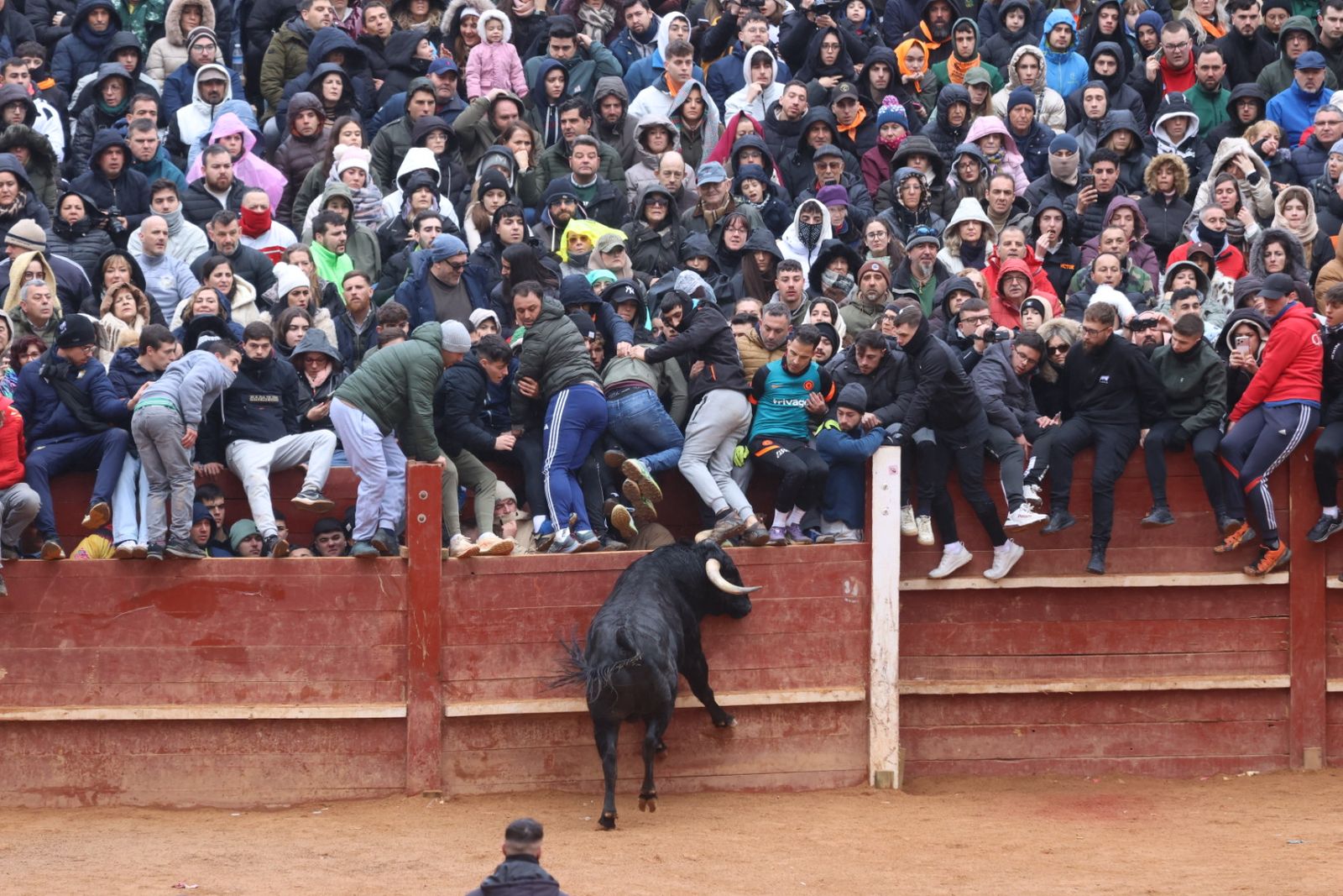 Capea de domingo en el Carnaval del Toro 2026 de Ciudad Rodrigo
