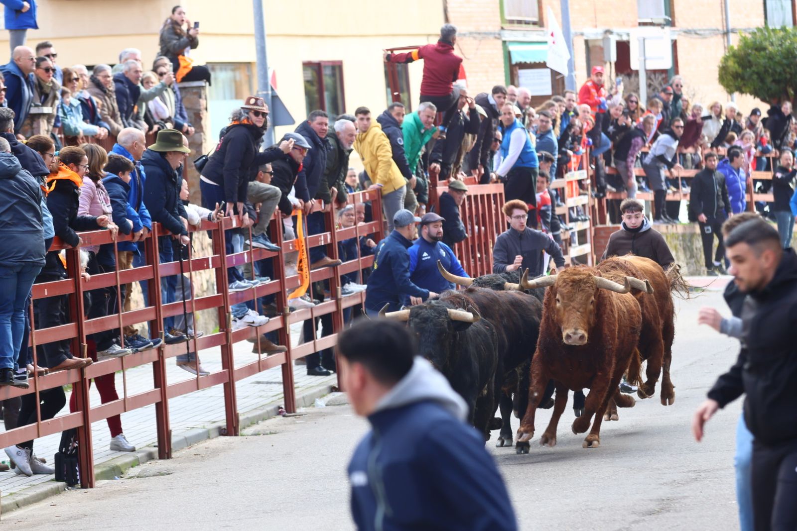 Encierro de martes en el Carnaval del Toro de Ciudad Rodrigo 2026