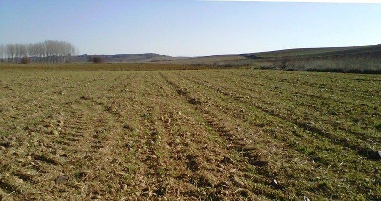 Piden a la Junta que permita a los ganaderos ecológicos usar alimento convencional debido a la sequía