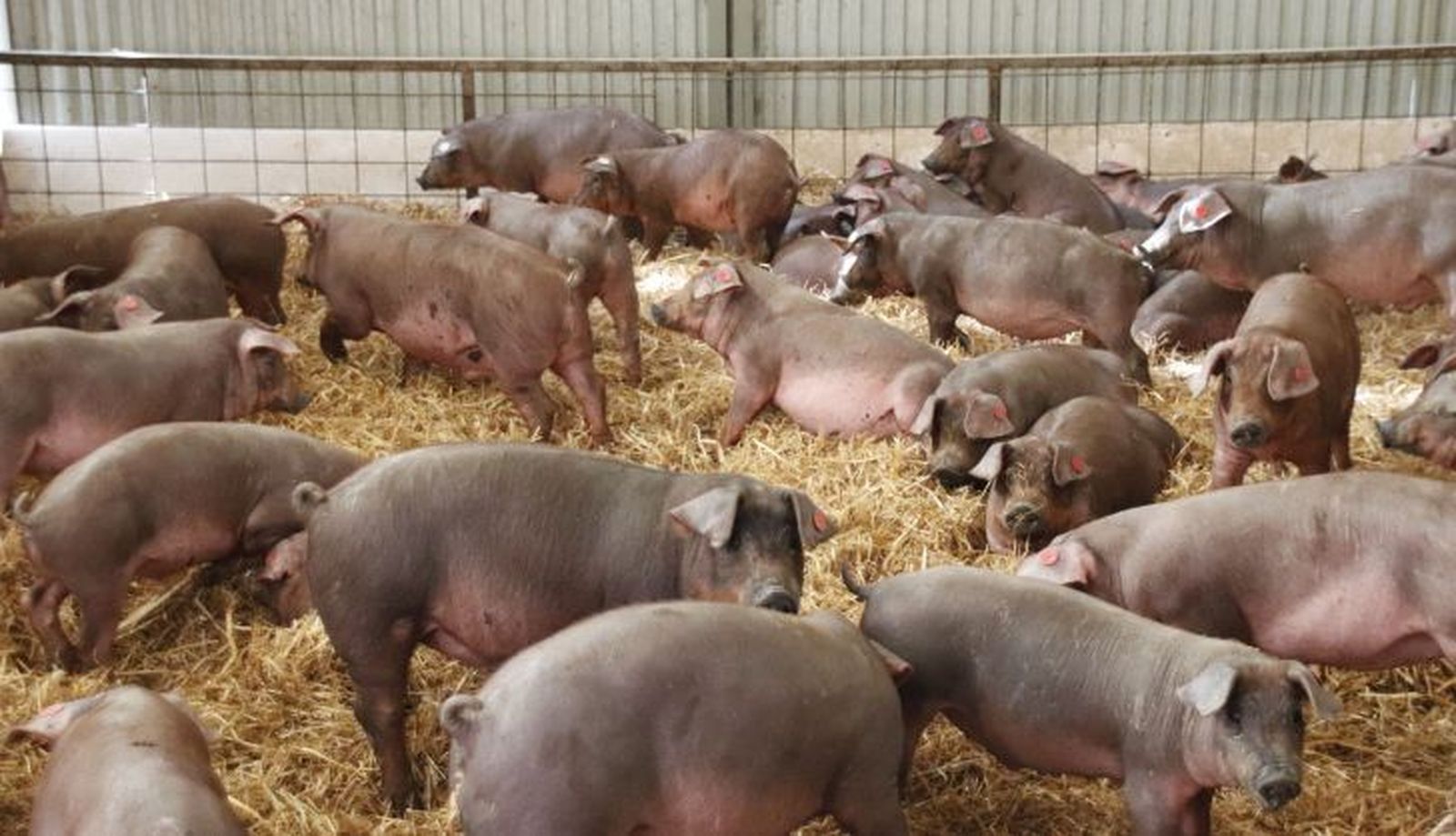 Ejemplares de porcino ibérico