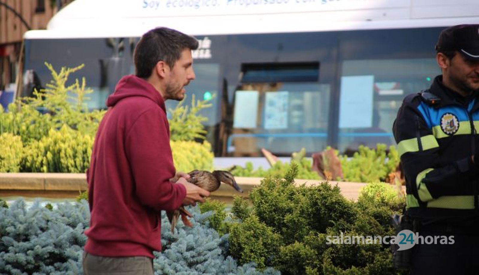 GALERÍA | Agentes de la Policía Local y técnicos de 'Las Dunas' dan captura a seis crías de patos en la fuente de Puerta Zamora. Fotos S24H