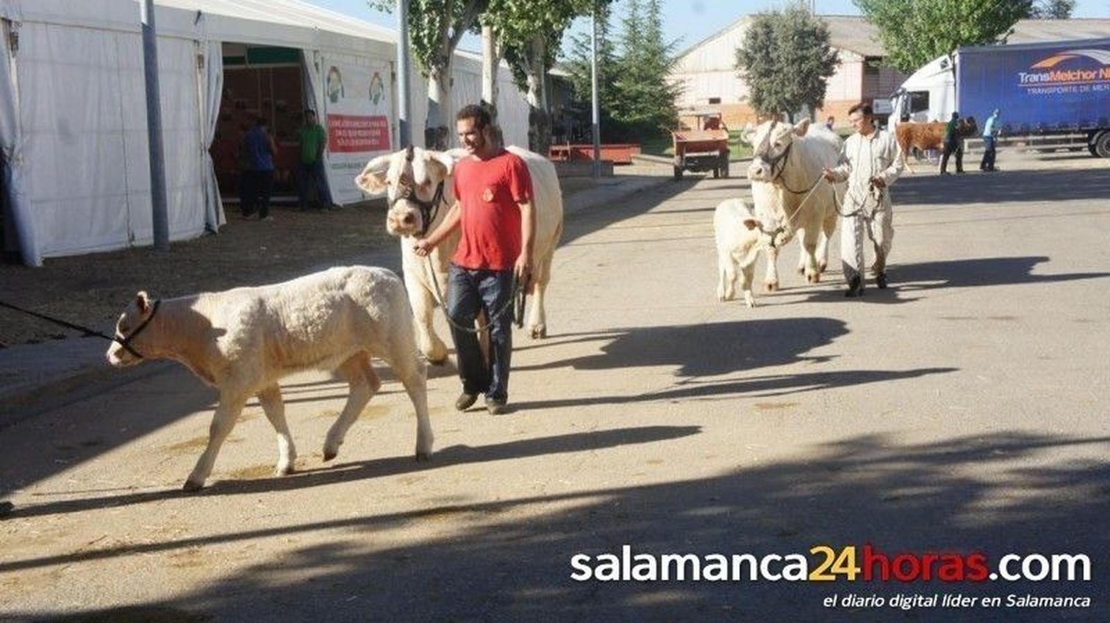 Salamaq 2014: Concursos de ganado