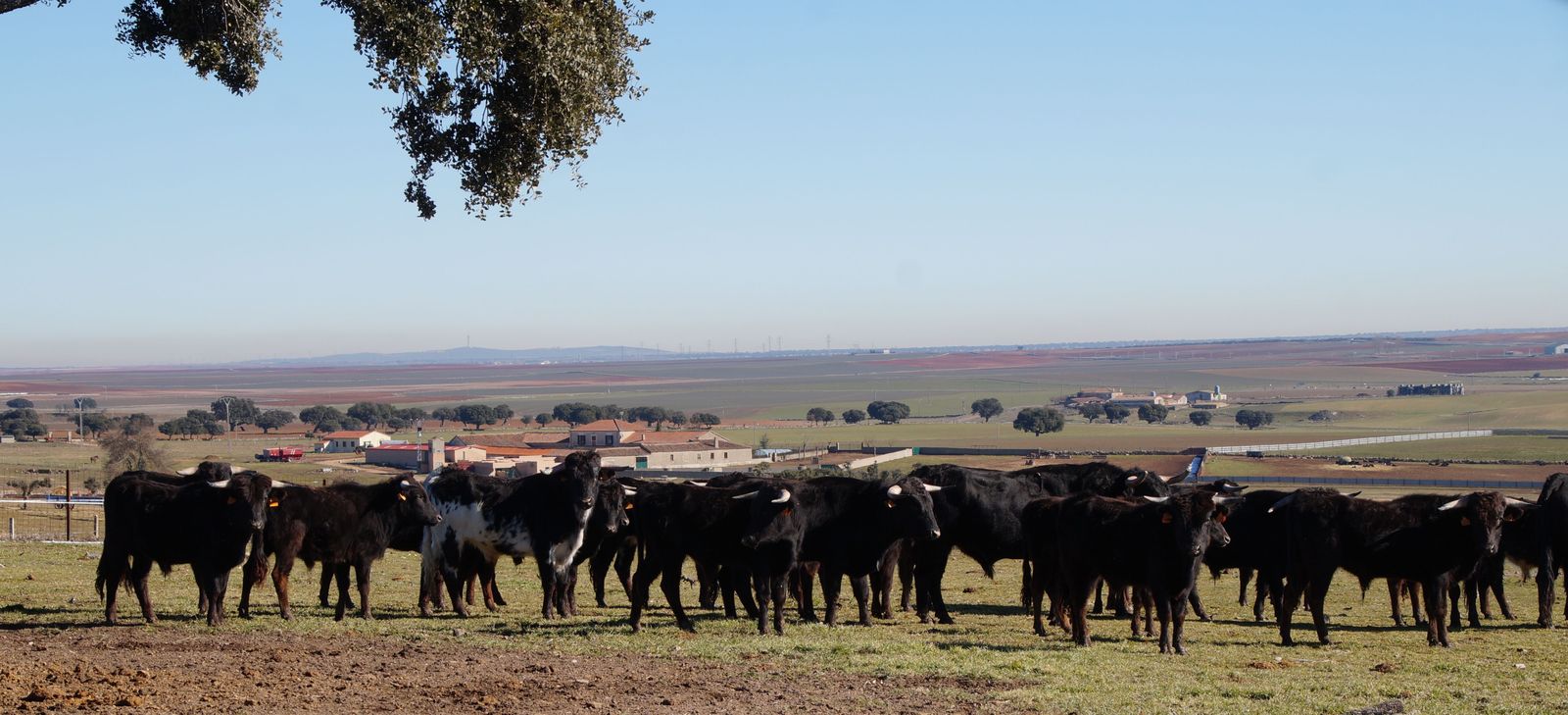 Reses de Valdefresno. Foto de archivo