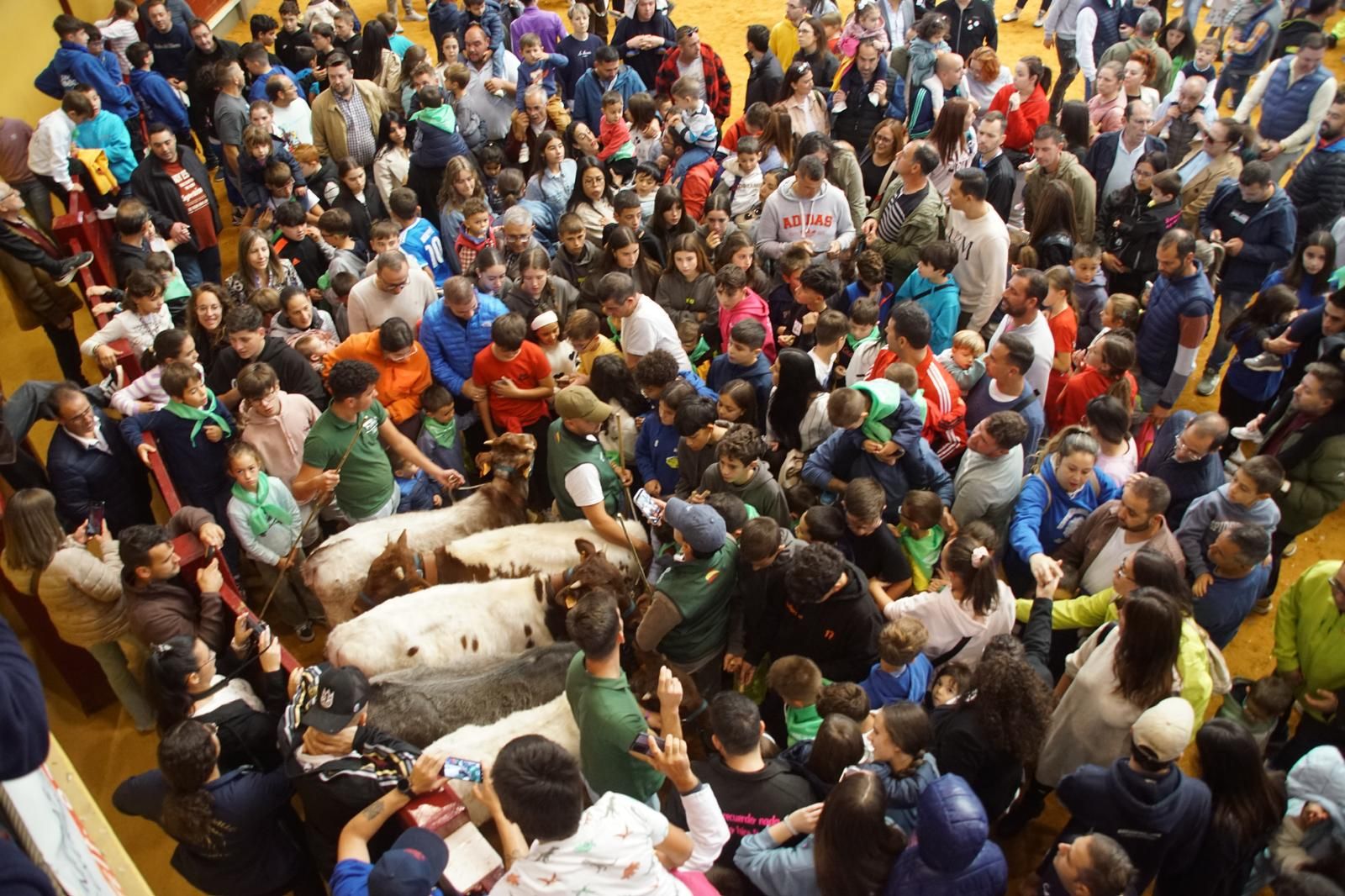 Alba de Tormes celebra un encierro, capea y encierro de minibueyes