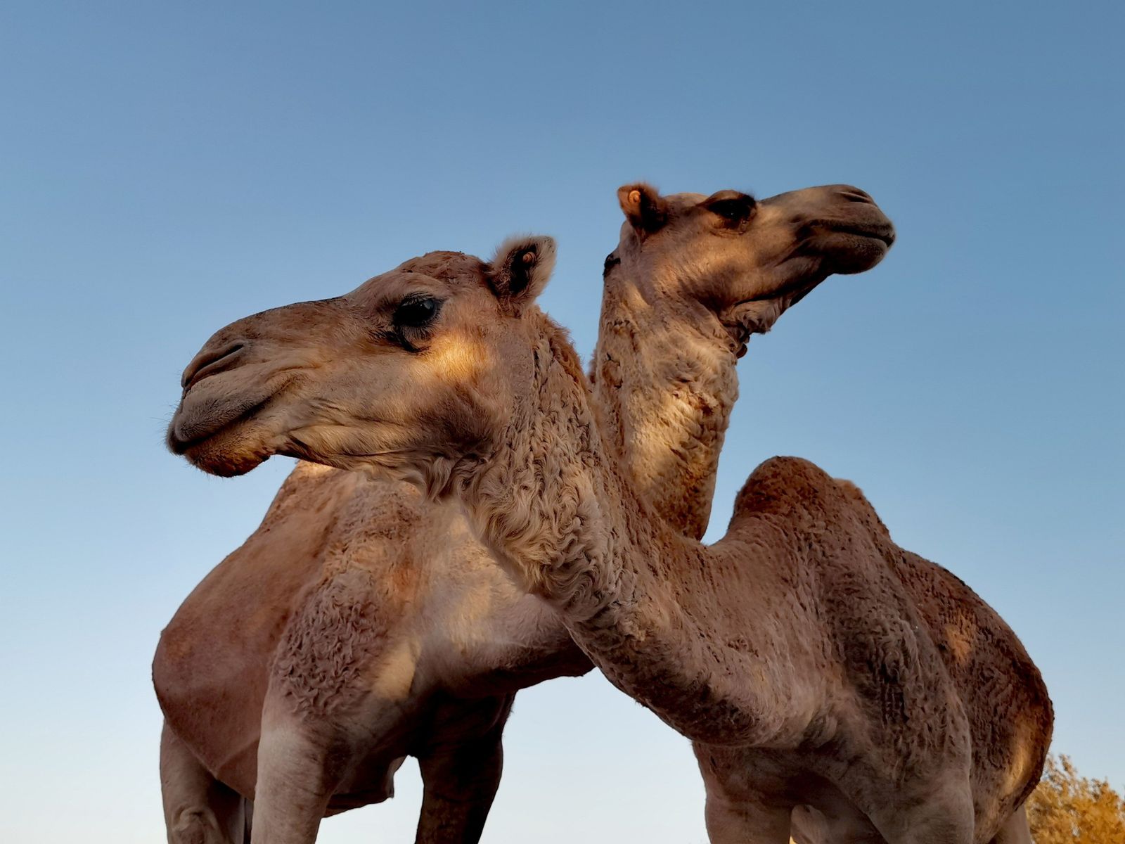 Camellos. Foto Pexels.