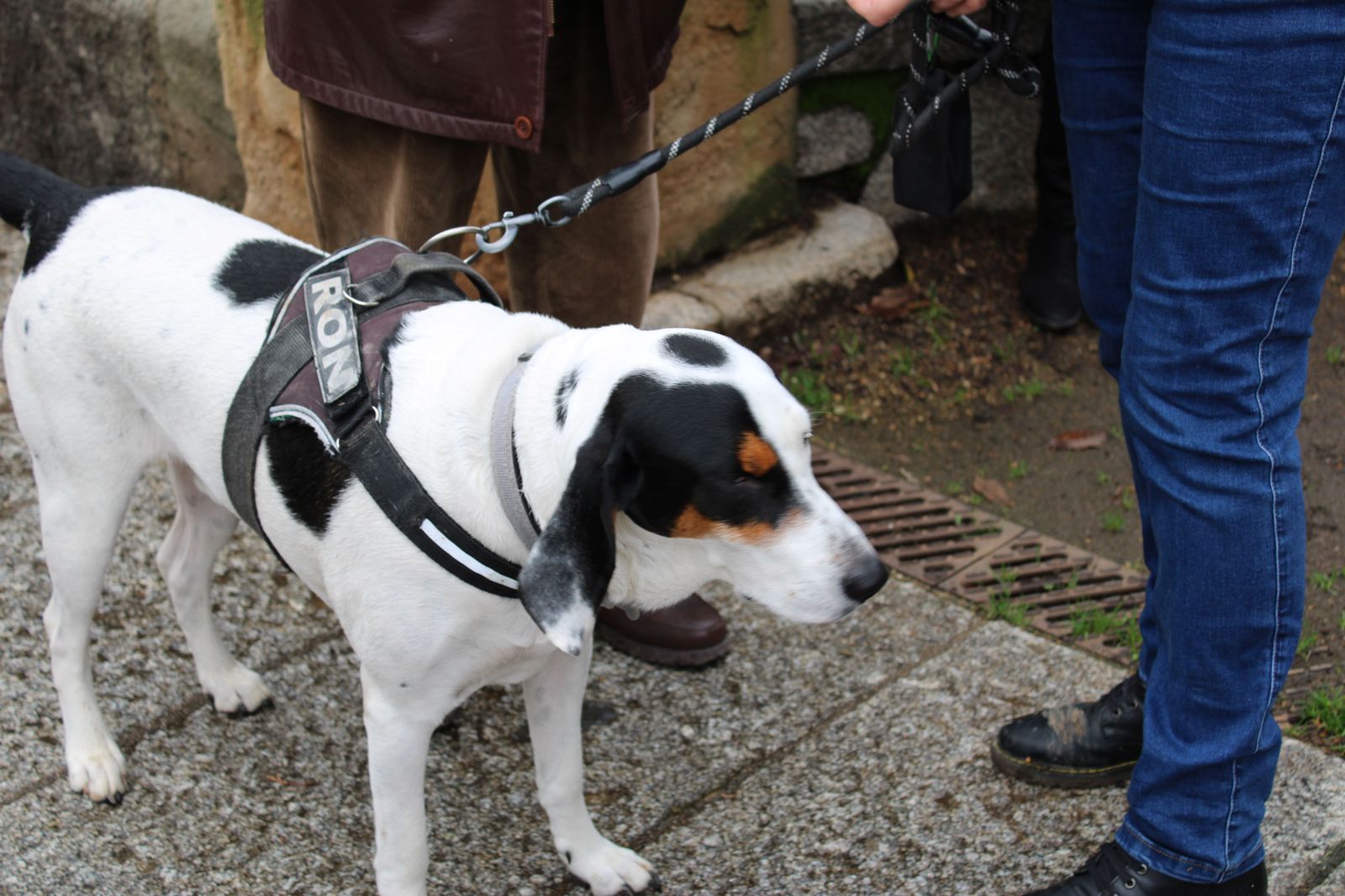 san-anton-bendicion-de-animales-2024-foto-s24h-33