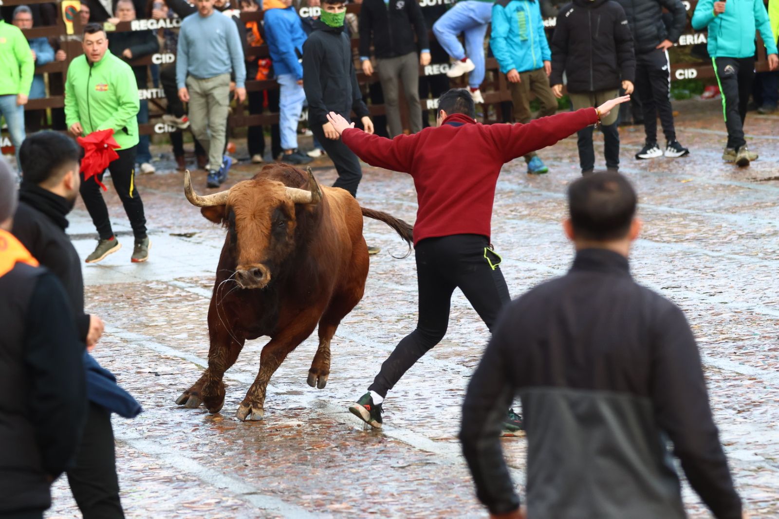 Toro del aguardiente en la mañana de martes del Carnaval del Toro 2026