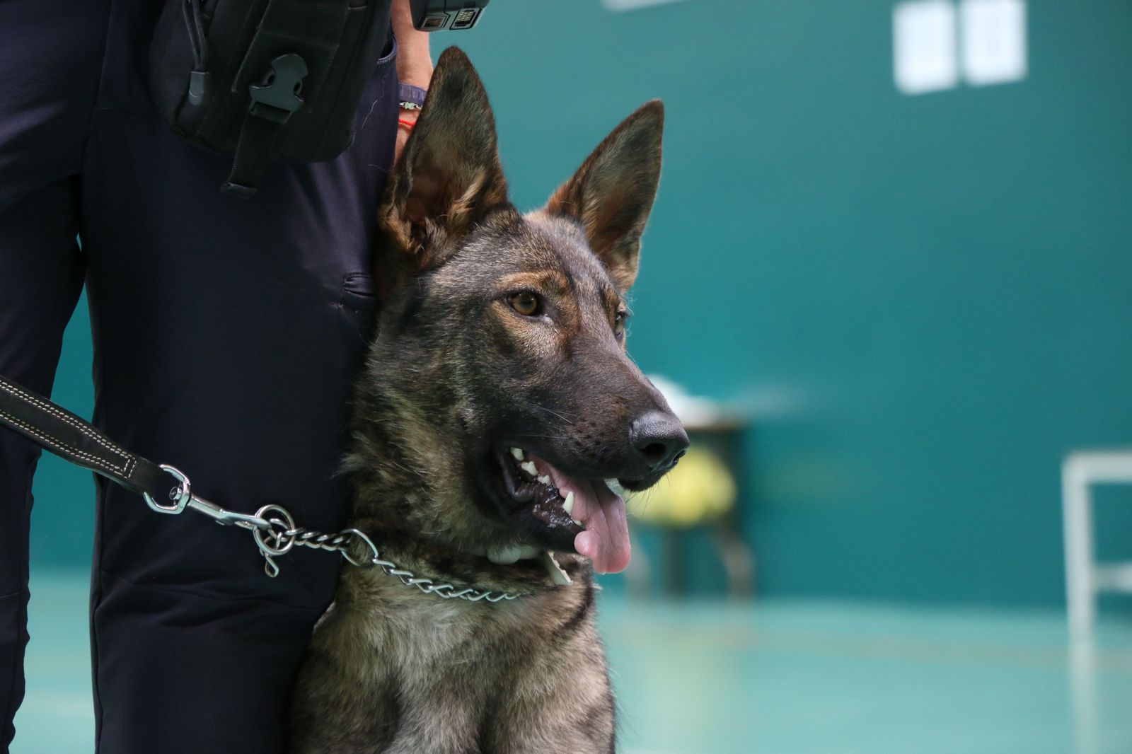 Unidad Canina de la Policía Local de Salamanca