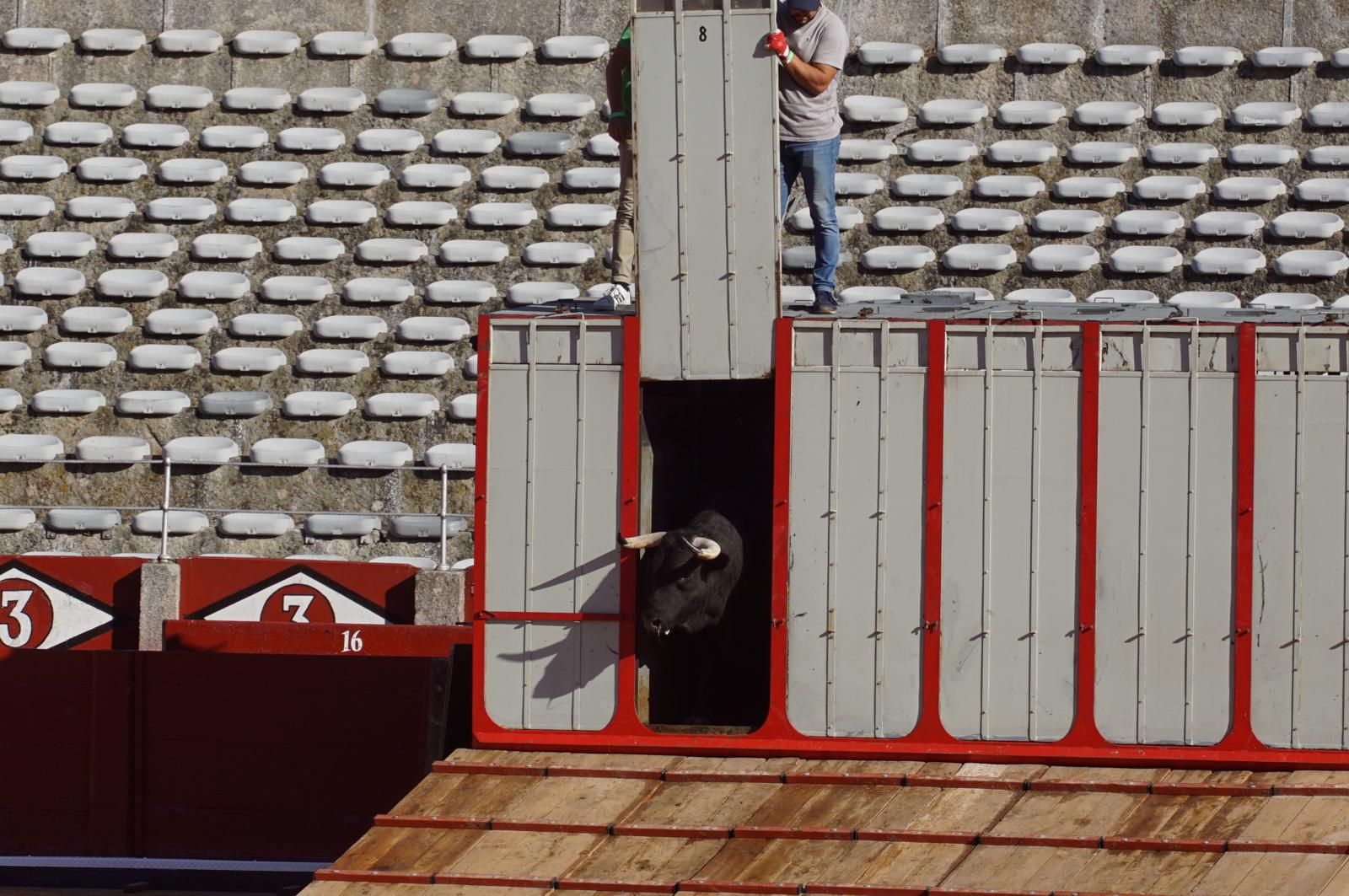 Tradicional Desenjaule en la Plaza de Toros La Glorieta