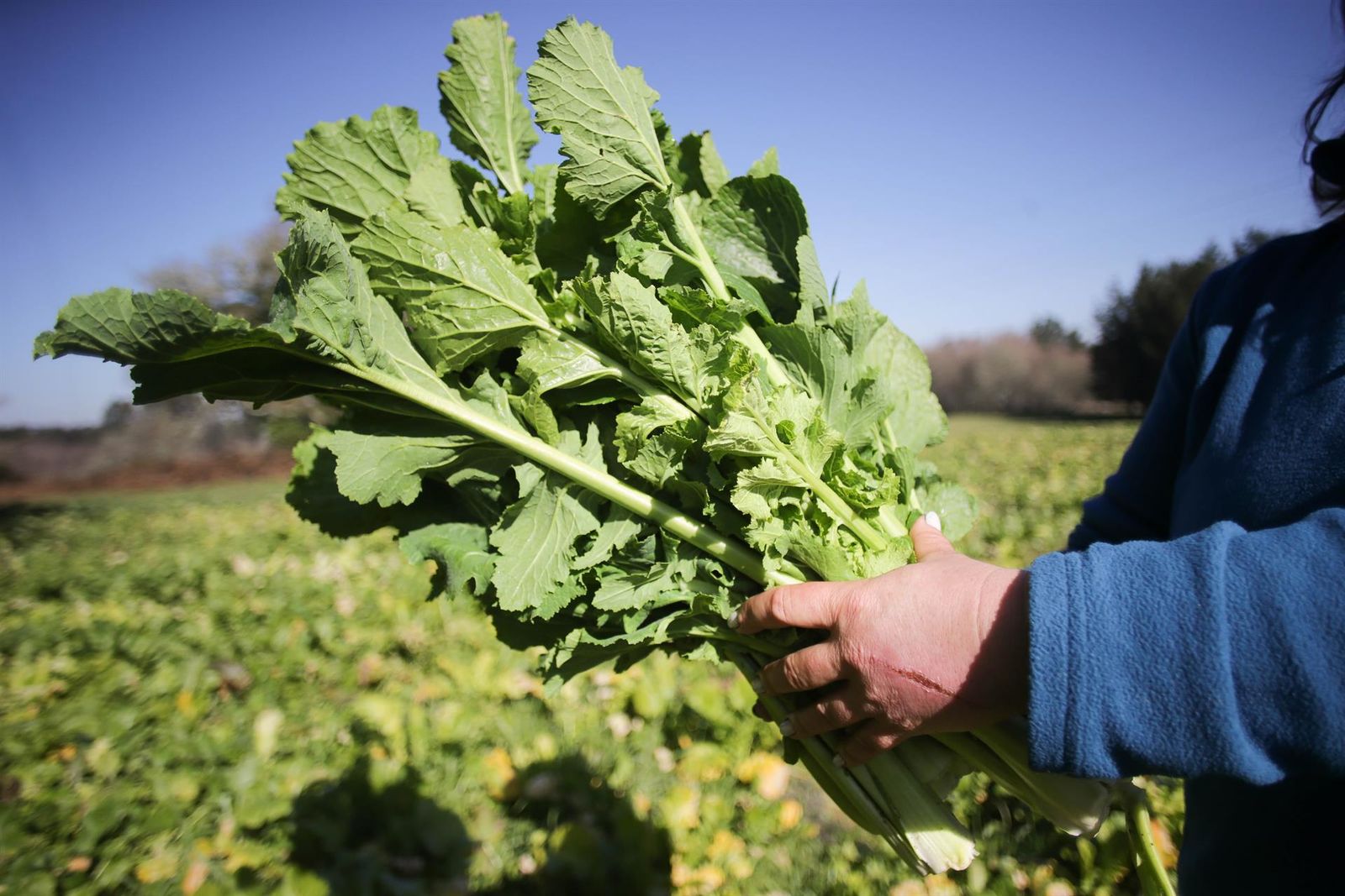 Detalle de las manos de una mujer recoge grelos durante la temporada final de la recolecta, en una huerta familiar, a 17 de febrero de 2023, en Xermade, Lugo   Carlos Castro   Europa Press   Archivo
