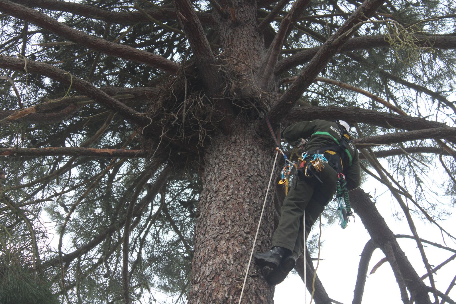 grupo-de-intervenciones-en-altura-agentes-medioambientales-reparacion-nido-cigueena-negra-en-espeja-71